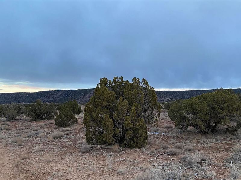 Live Free, Live Wild $125/Mo to Own : Snowflake : Navajo County : Arizona