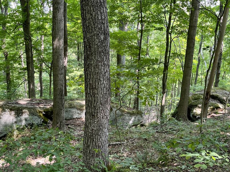 Land Borders Wayne National Forest : New Matamoras : Washington County : Ohio