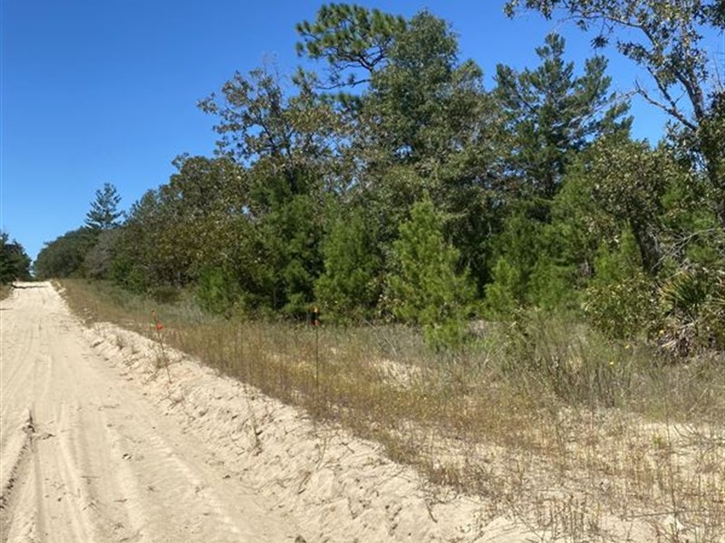 Beautiful Residential Lot Near Lake : Interlachen : Putnam County : Florida