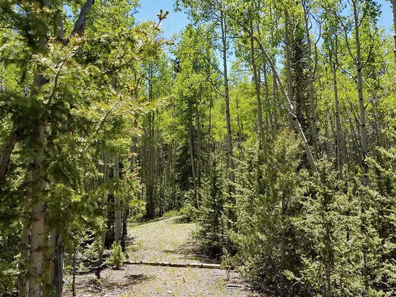 Very Private : Cripple Creek : Teller County : Colorado