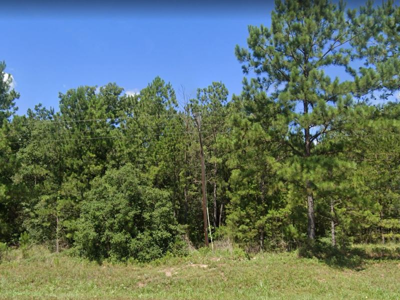Explore Nature's Paradise, 0.19 Ac : Ivanhoe : Tyler County : Texas
