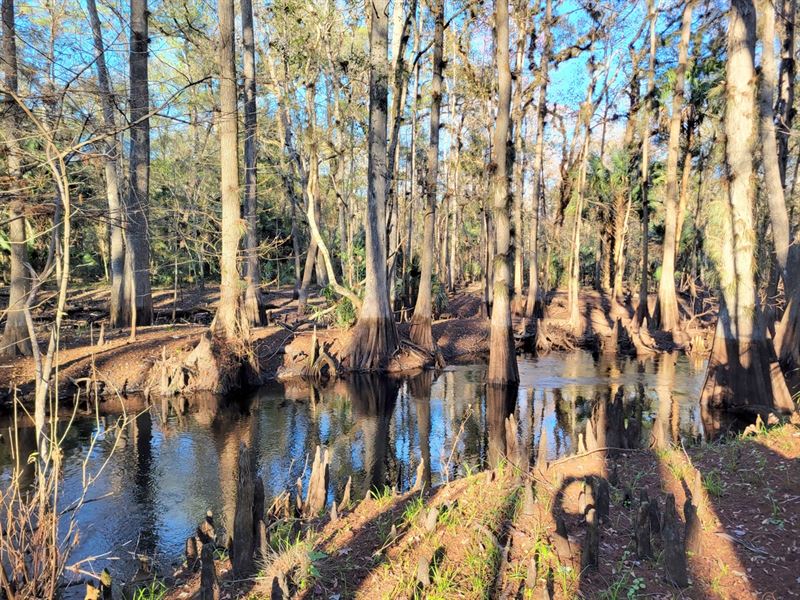 Hammocks at OC 45 Acres : Fort McCoy : Marion County : Florida