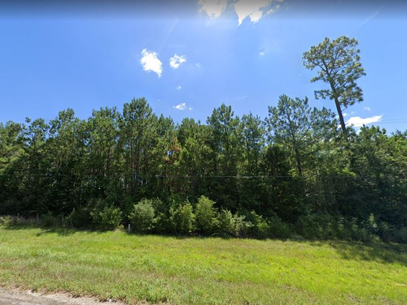 Explore Tyler County, Tx, 0.24 Acre : Ivanhoe : Tyler County : Texas