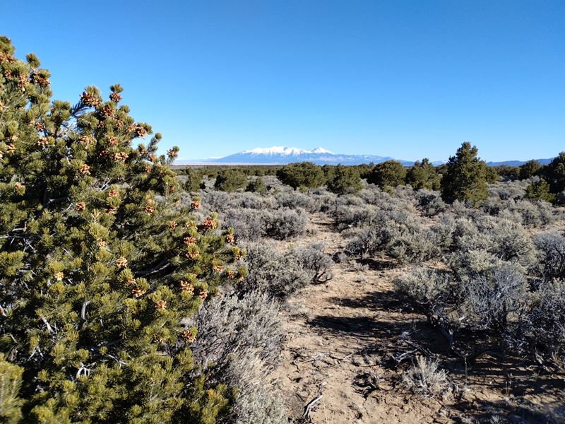 41 Acres of Pure Colorado : San Pedro : Costilla County : Colorado