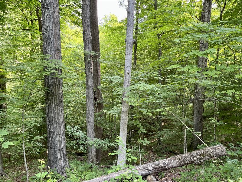 Scott Rd Tract 4, 11 Ac : New Matamoras : Monroe County : Ohio