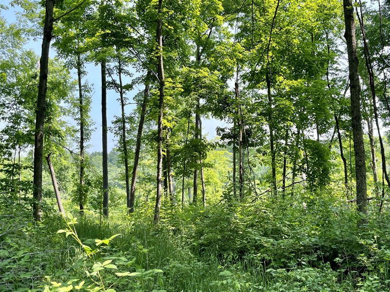 Scott Rd Tract 5, 27.3 Ac : New Matamoras : Monroe County : Ohio