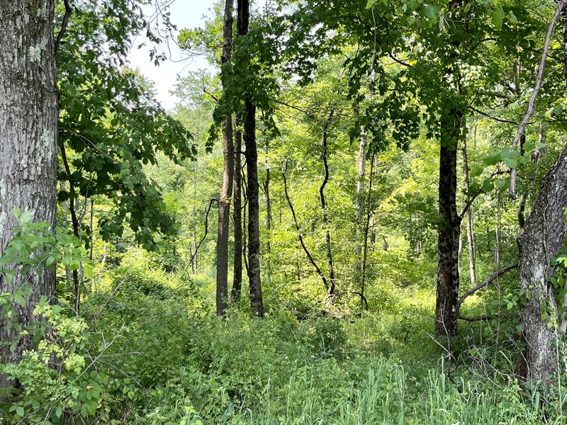 Scott Rd Tract 6, 10.55 Ac : New Matamoras : Monroe County : Ohio