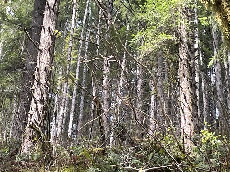 Cecil Lane : Alsea : Benton County : Oregon