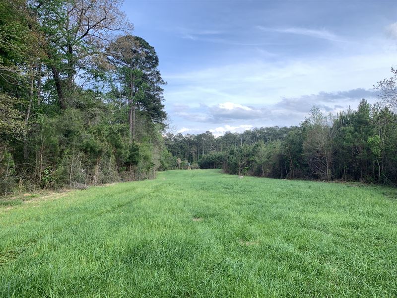Bean Road, Amite County, MS : Osyka : Amite County : Mississippi