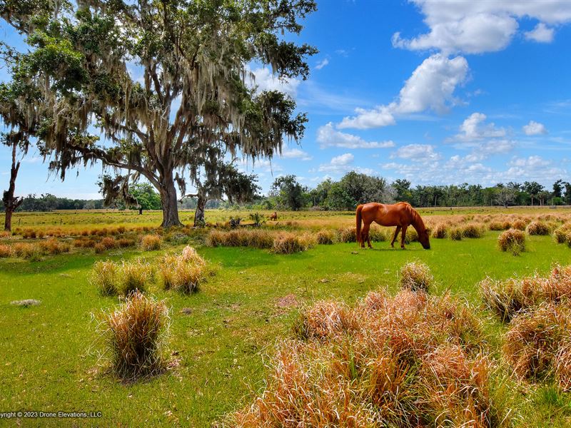 Springhead Ranch Homesite : Plant City : Hillsborough County : Florida