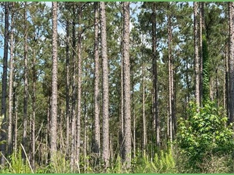 26.7 Acres in Rankin County in Sand : Sandhill : Rankin County : Mississippi
