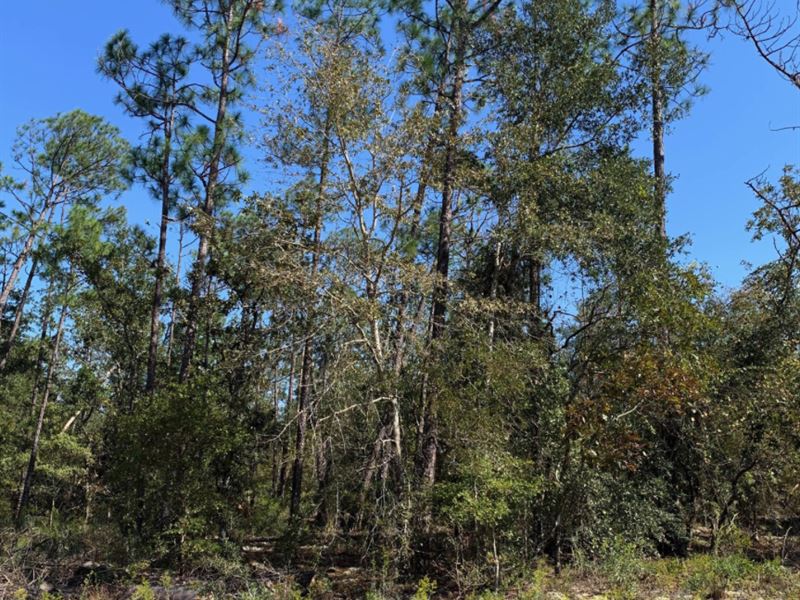 1 Acre Lot for Sale in Alford, FL : Alford : Jackson County : Florida