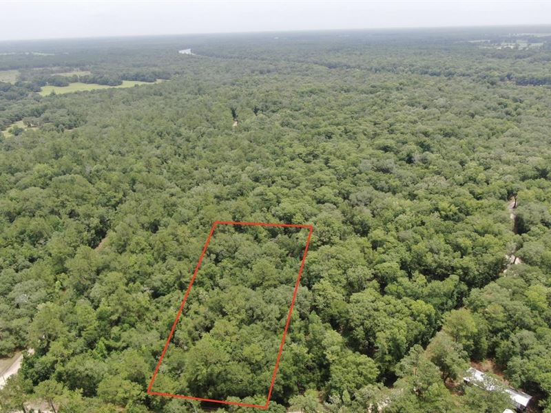 Awesome 1.27 Acre Lot Near The Suwa : Branford : Lafayette County : Florida