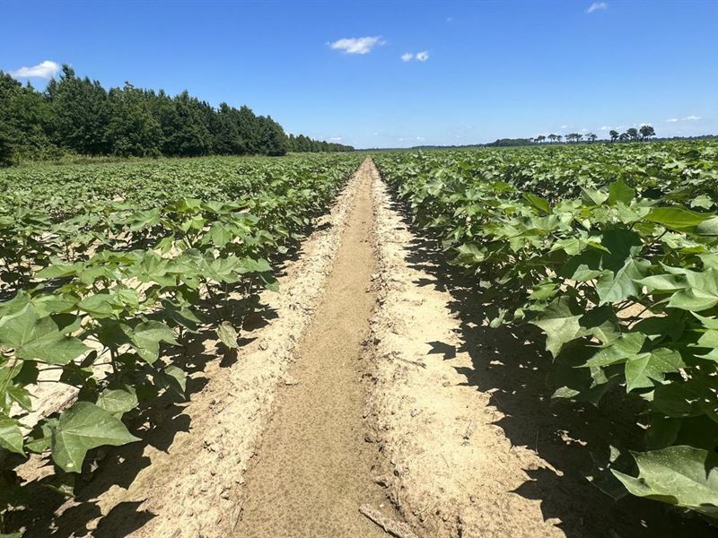 Chicot County Farm : Lake Village : Chicot County : Arkansas