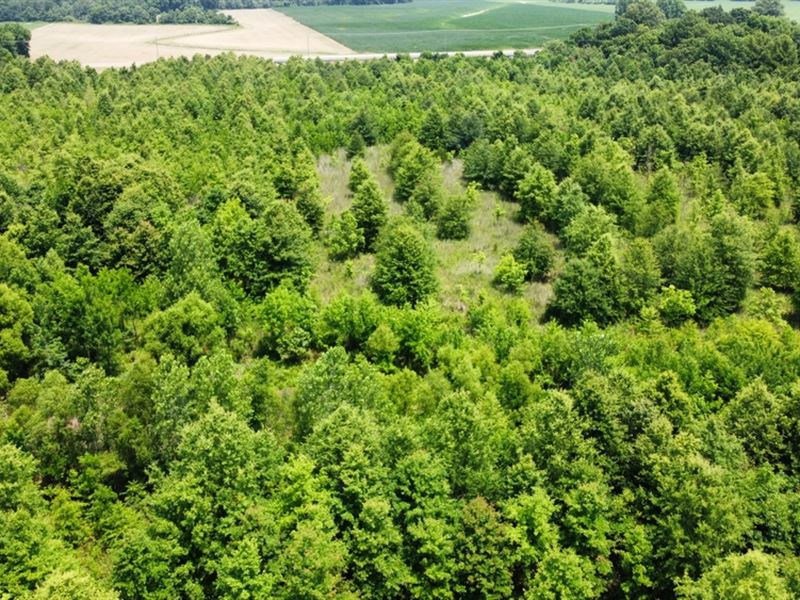 79 Acres in Tallahatchie County, MS : Cowart : Tallahatchie County : Mississippi