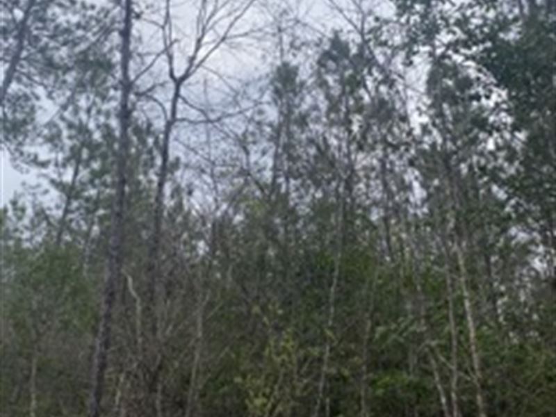 Walker Springs Property : Jackson : Autauga County : Alabama