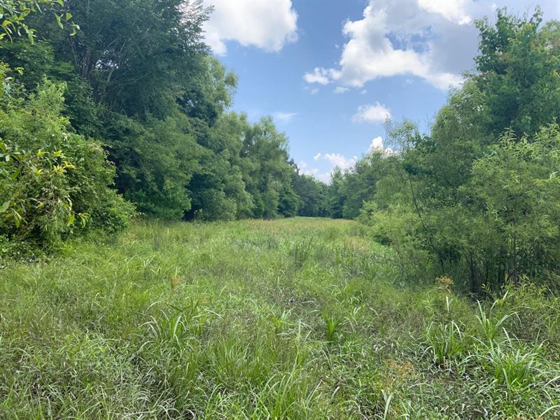 The Honeycut Tract, Caldwell Parish : Grayson : Caldwell Parish : Louisiana