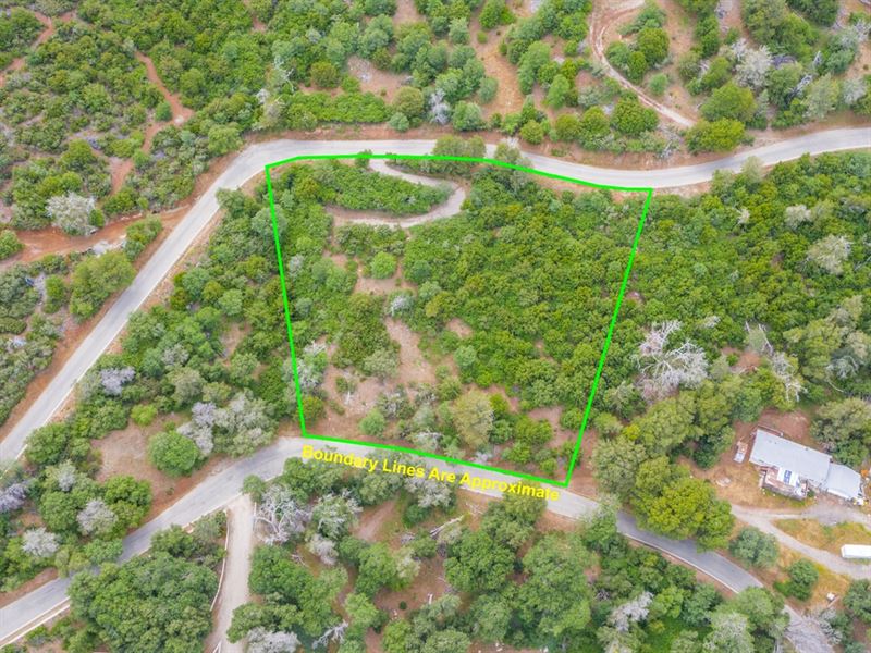 Off-Grid Forested Home Site : Julian : San Diego County : California
