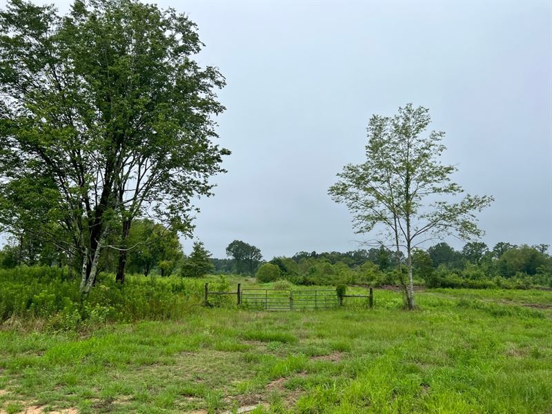 25 Acres in Scott County, MS : Forest : Scott County : Mississippi