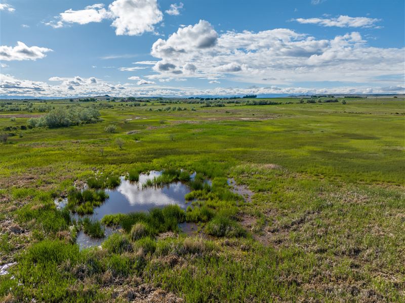Birds, Bucks & Pasture : Pavillion : Fremont County : Wyoming
