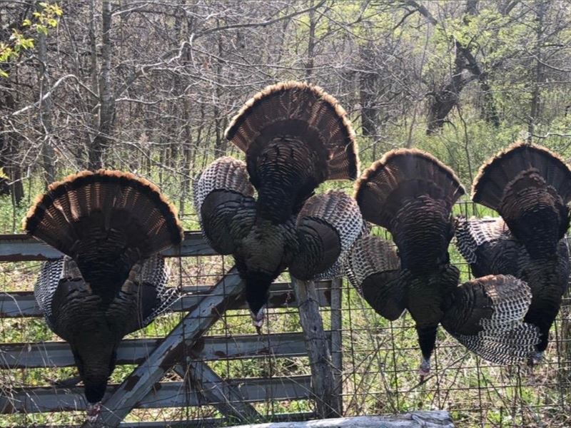 Simos Shack : Curryville : Pike County : Missouri