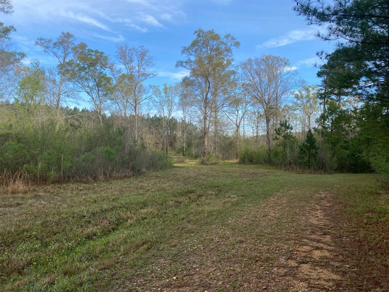 83 Acres in Rankin County, MS : Pearl : Rankin County : Mississippi