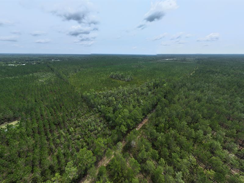Baker County Investment Acreage : Glen St Mary : Baker County : Florida