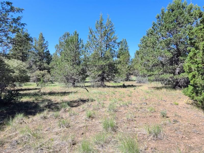 Lot with Power Next To Public Land : Bonanza : Klamath County : Oregon