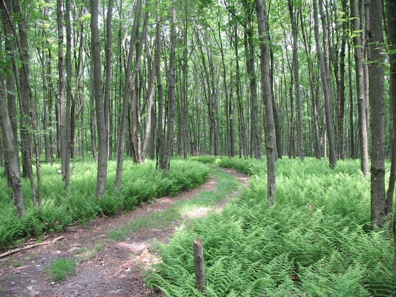 Anderson Woodlands : Howard : Centre County : Pennsylvania