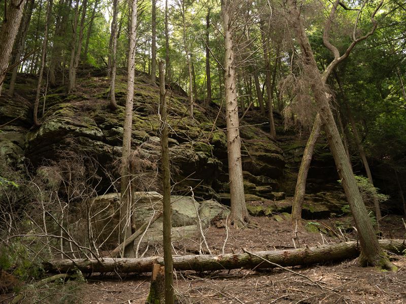 Nature Enthusiasts Dream Property : Ray : Jackson County : Ohio