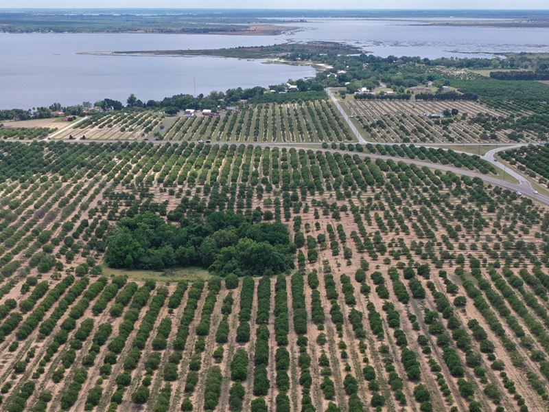 8 Acre Grove : Lake Wales : Polk County : Florida