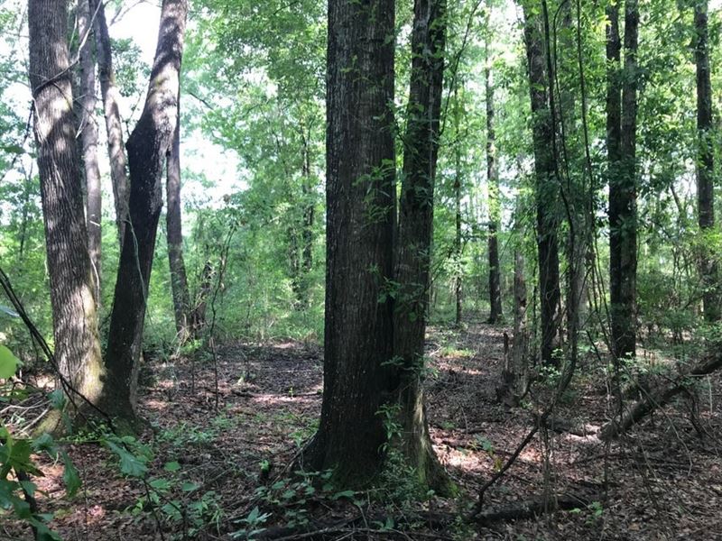 50 Acres Wooded Land for Sale Forre : Petal : Forrest County : Mississippi