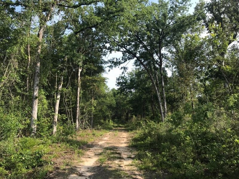 80 Acres Perry County, MS Hunting : Petal : Perry County : Mississippi