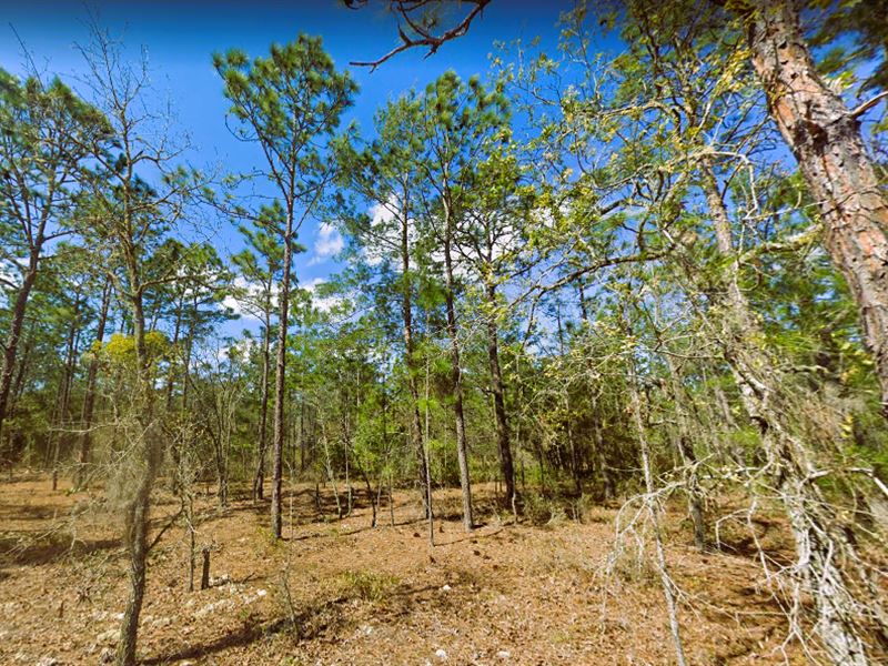Paradise in The Cooper Lakes Garden : Hawthorne : Putnam County : Florida