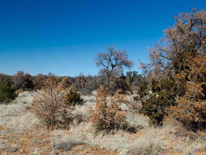 Calling All Adventurous Souls : Ramah : Cibola County : New Mexico