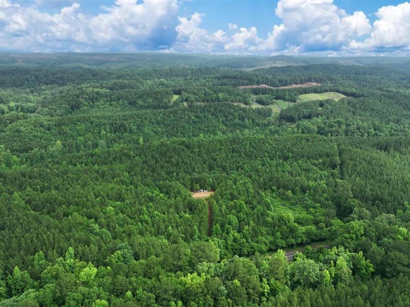 40 Acres with Creek in Alabama : Brookwood : Jefferson County : Alabama