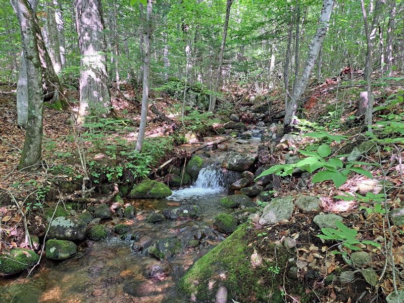 Little Tor Farm & Forest : Wilmington : Clinton County : New York