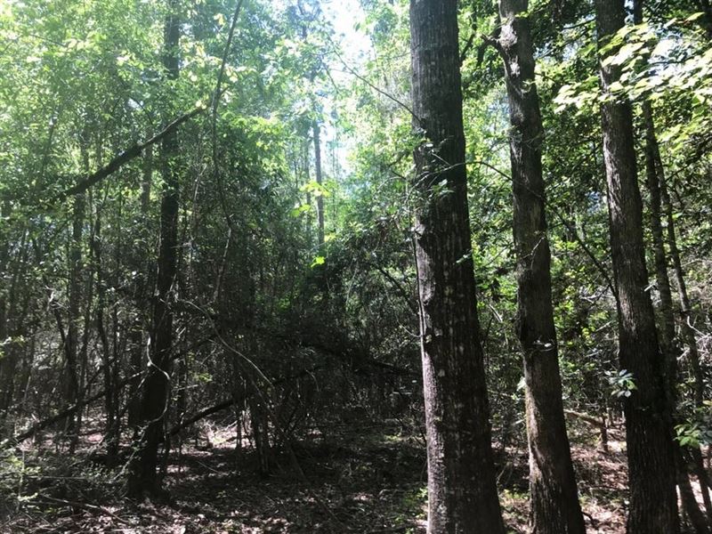 59 Acres Wooded Land for Sale Dixie : Hattiesburg : Forrest County : Mississippi