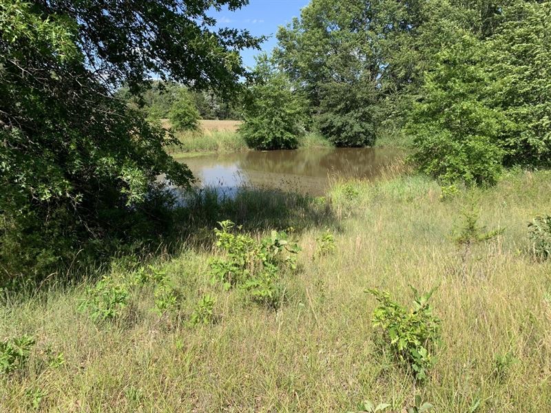 Moberly Whitetail Tract 15 : Madison : Monroe County : Missouri