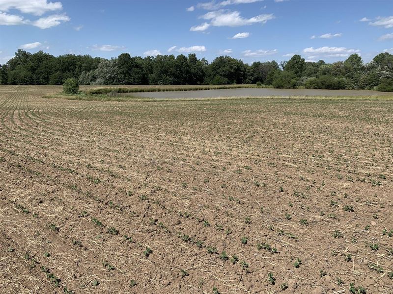 Moberly Whitetail Tract 14 : Madison : Monroe County : Missouri