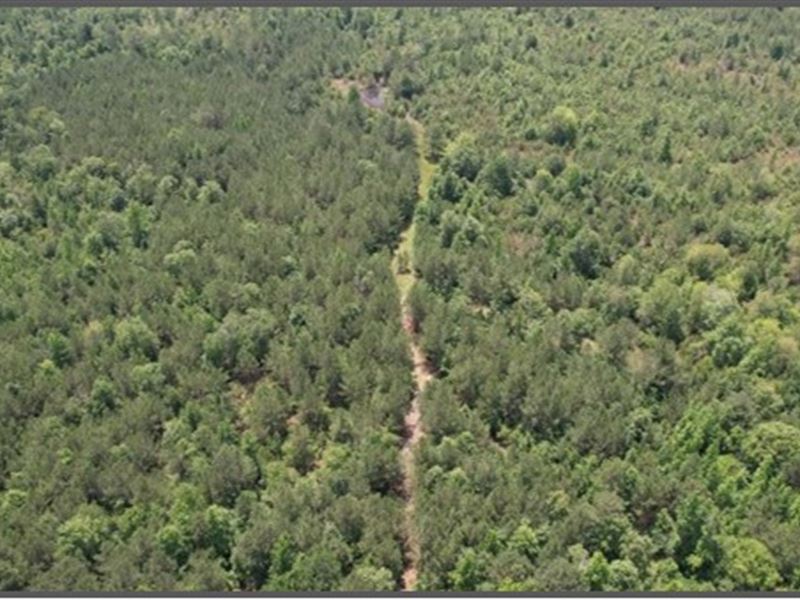 80 Acres in Clarke County in Pachut : Pachuta : Clarke County : Mississippi