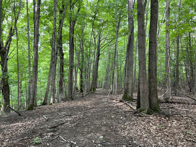 Wooded with Light Meadows : Manlius : Onondaga County : New York