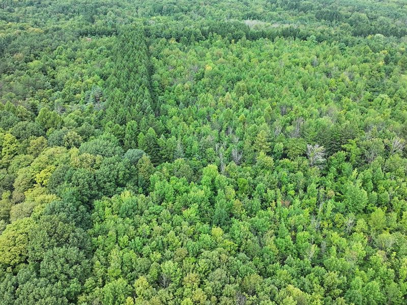 Pines and Tranquil Hardwoods : Pompey : Onondaga County : New York