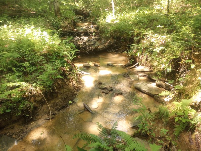 Creek, Hardwoods, Lays Well : Pikeville : Van Buren County : Tennessee