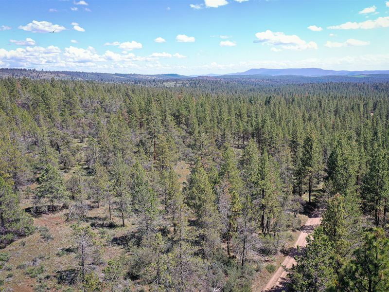 Tranquil 2.32 Acre Forested Haven : Bonanza : Klamath County : Oregon