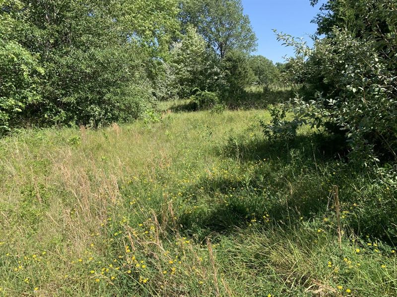 Moberly Whitetail Tract 17 : Madison : Monroe County : Missouri