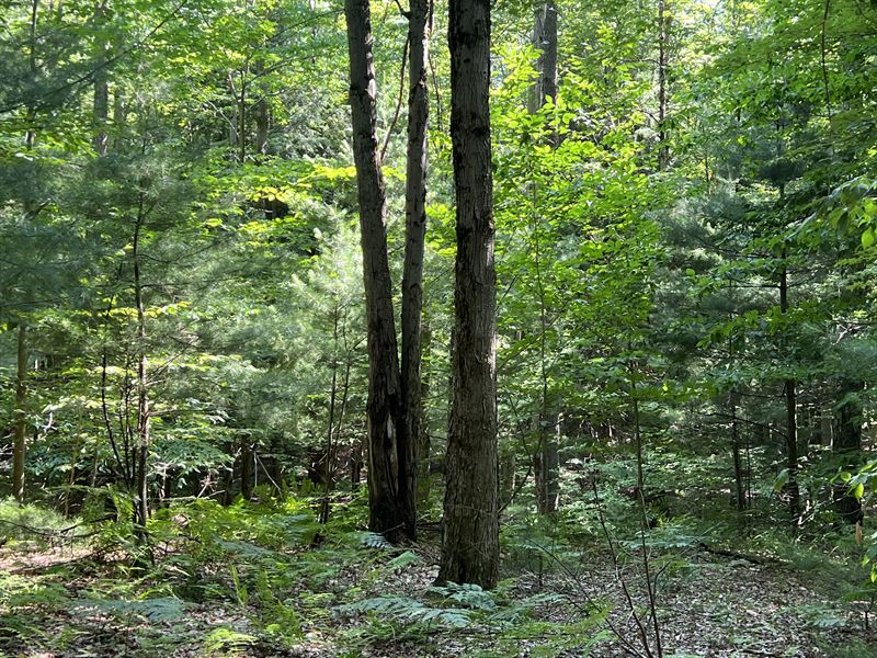 Ready to Build Near Oneida Lake : Constantia : Oswego County : New York