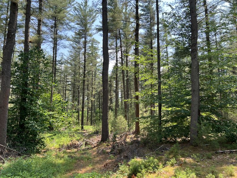 Western Adirondack Woodlands : New Bremen : Oswego County : New York
