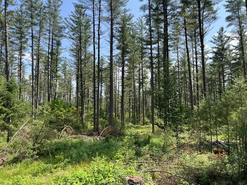 Towering Pines : New Bremen : Lewis County : New York