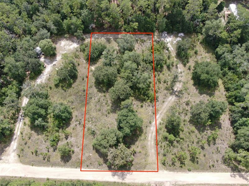 Beautiful Partially Cleared One Acr : Lee : Madison County : Florida